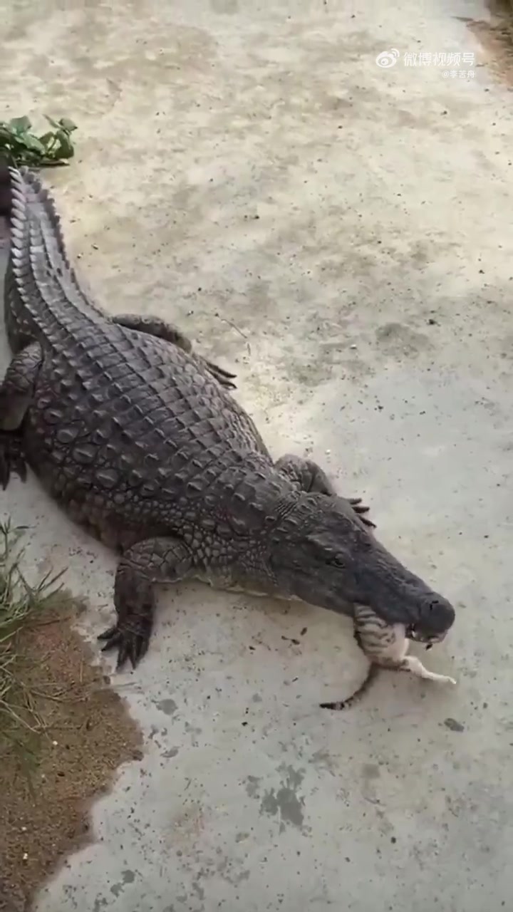 尼罗鳄可以不咀嚼直接吞咽大块的食物