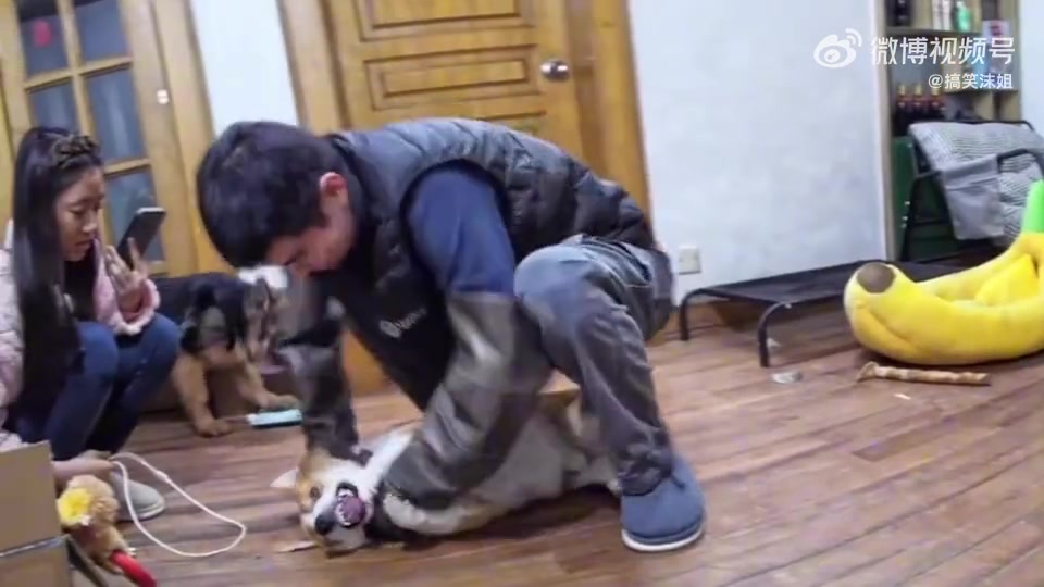 给德牧留下一辈子的阴影
