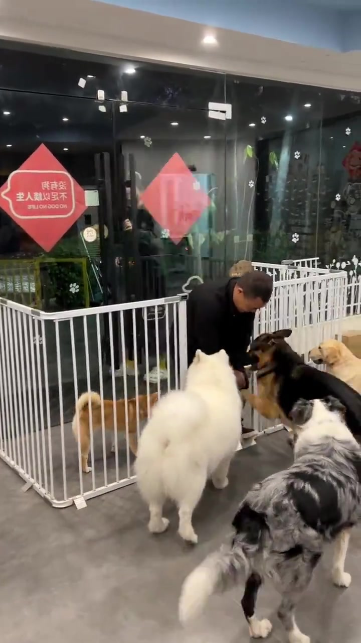边牧：你妈不要你喽