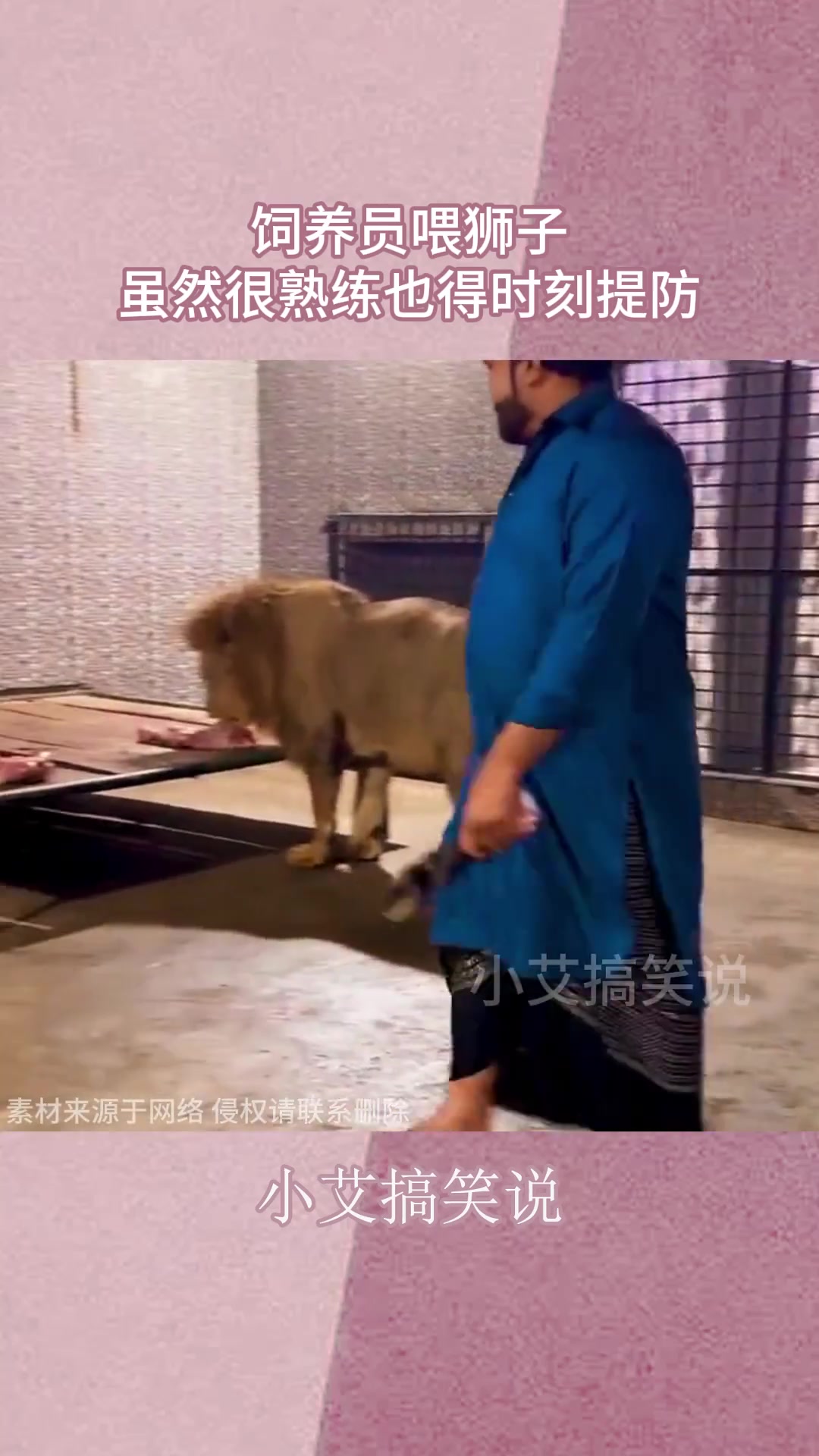 饲养员喂狮子，虽然很熟练也得时刻提防，脚一滑成塞牙缝的