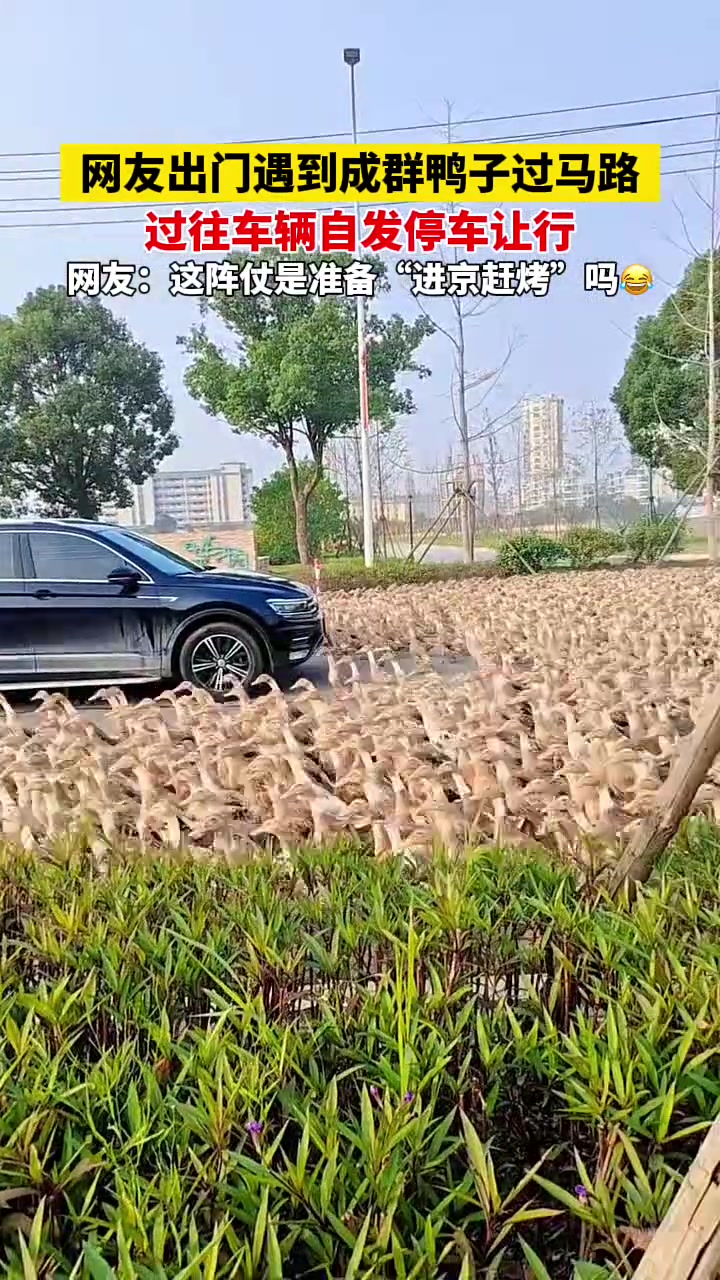 网友出门偶遇成群鸭子过马路，过往车辆纷纷自发停车让行！