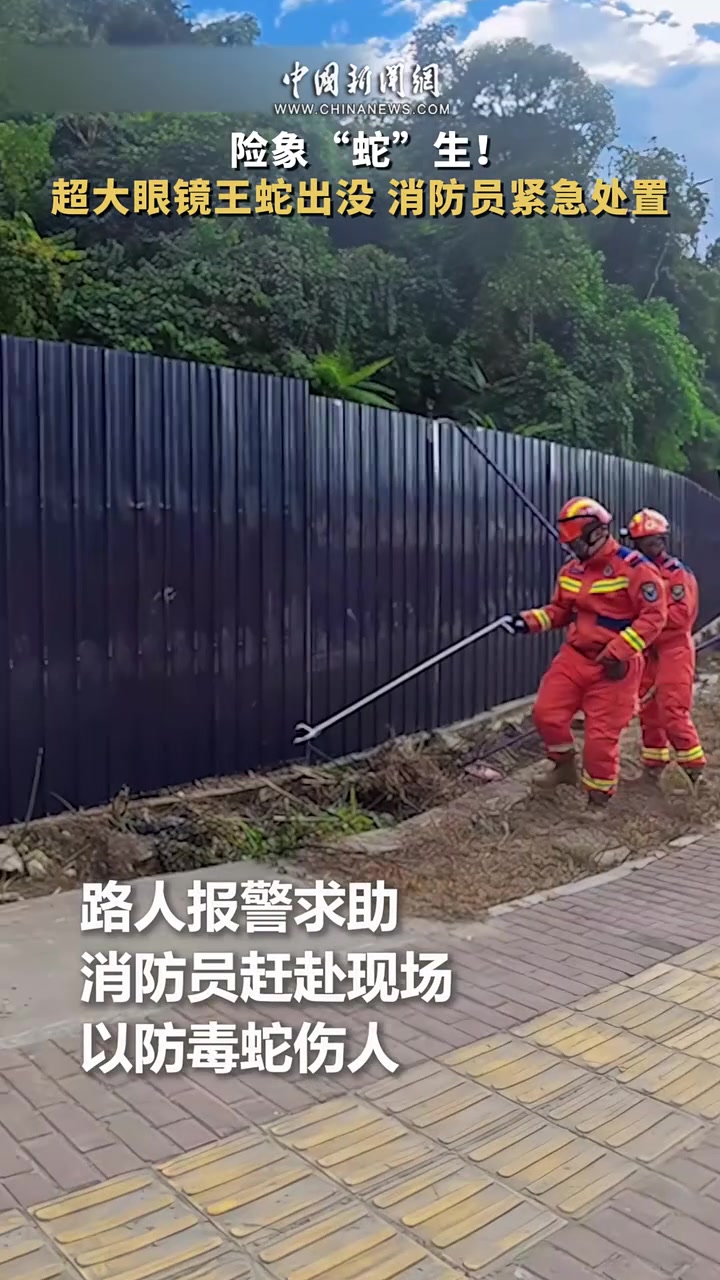 险象“蛇”生！超大眼镜王蛇出没，消防员紧急处置