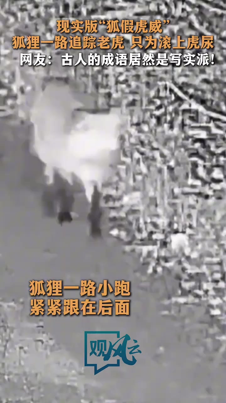 狐假虎威现实版！狐狸一路追踪老虎，只为滚上虎尿掩盖气味！