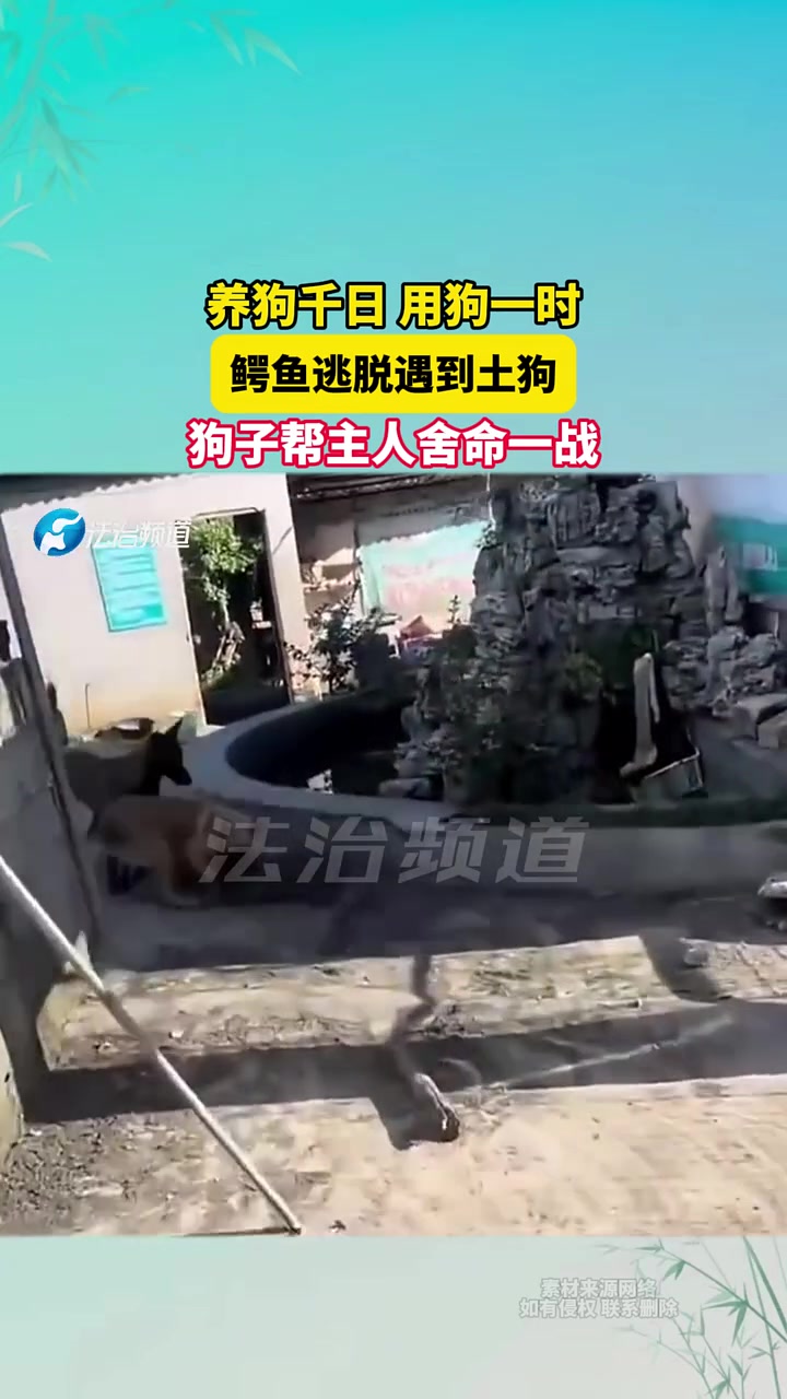 养狗千日用狗一时，鳄鱼逃脱遇到土狗，狗子帮主人舍命一战！