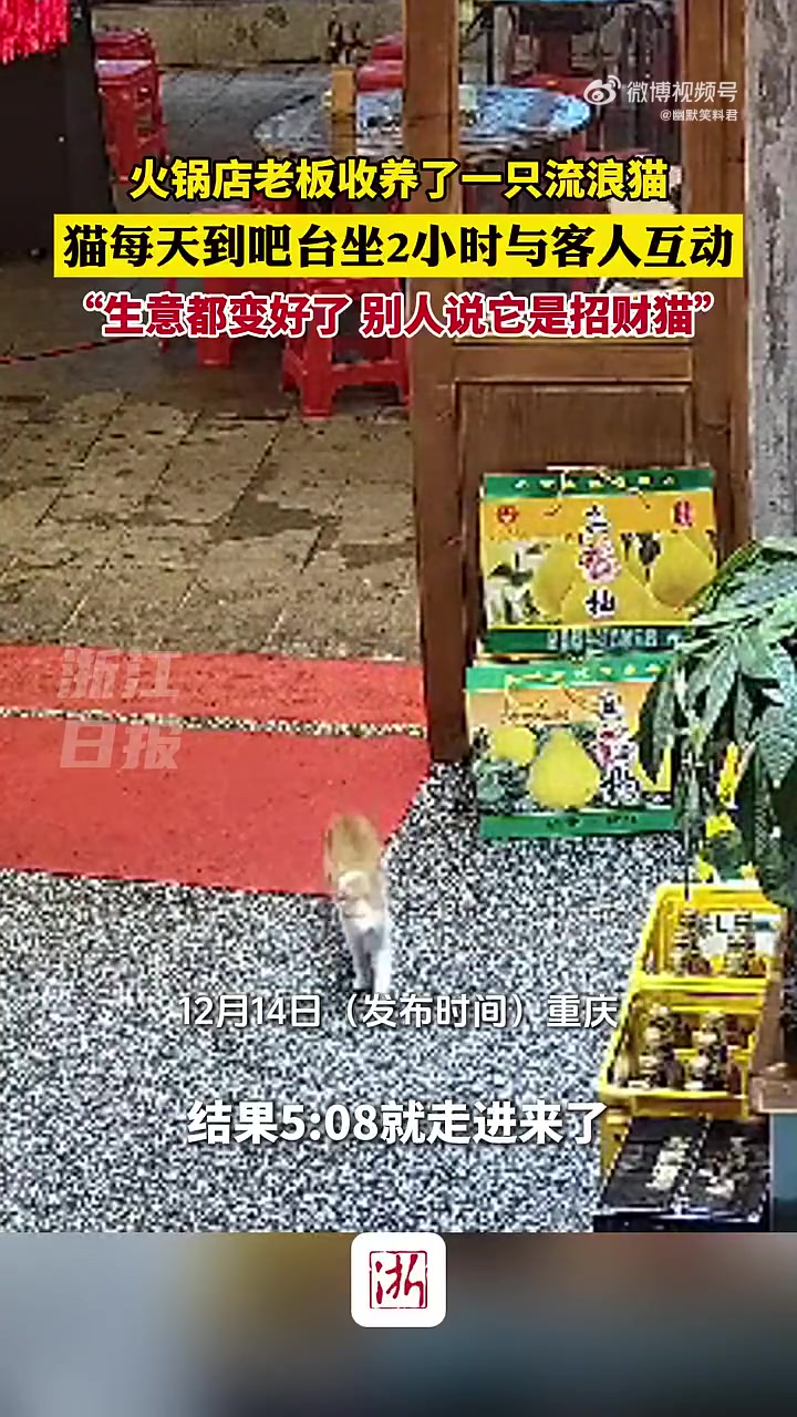 老板：“生意都变好了，别人说它是招财猫！”