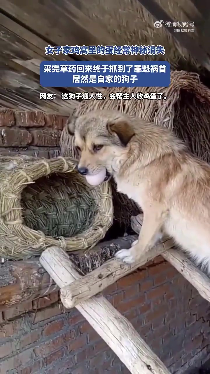 女子家鸡窝里的蛋经常神秘消失，终于抓到了罪魁祸首