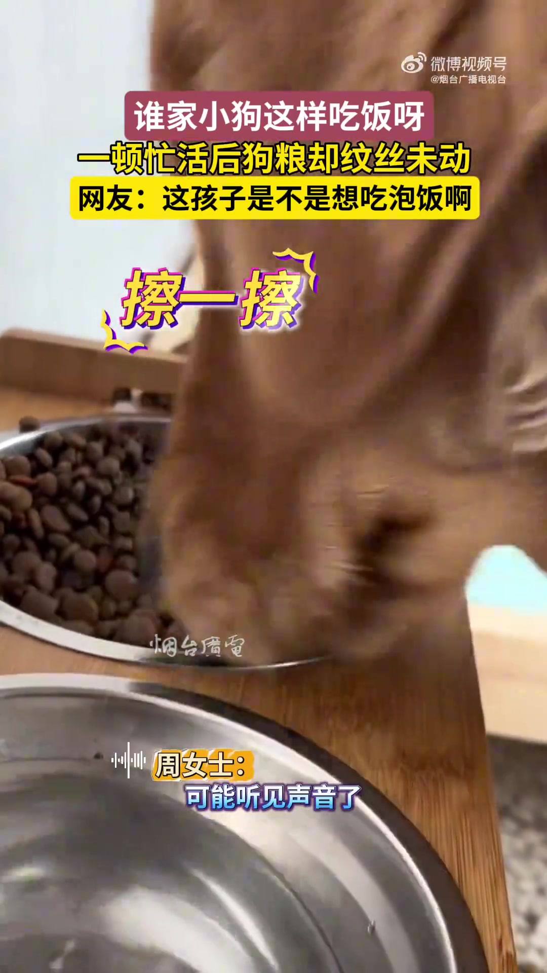 谁家小狗这样吃饭啊！一顿忙活后狗粮却纹丝未动！
