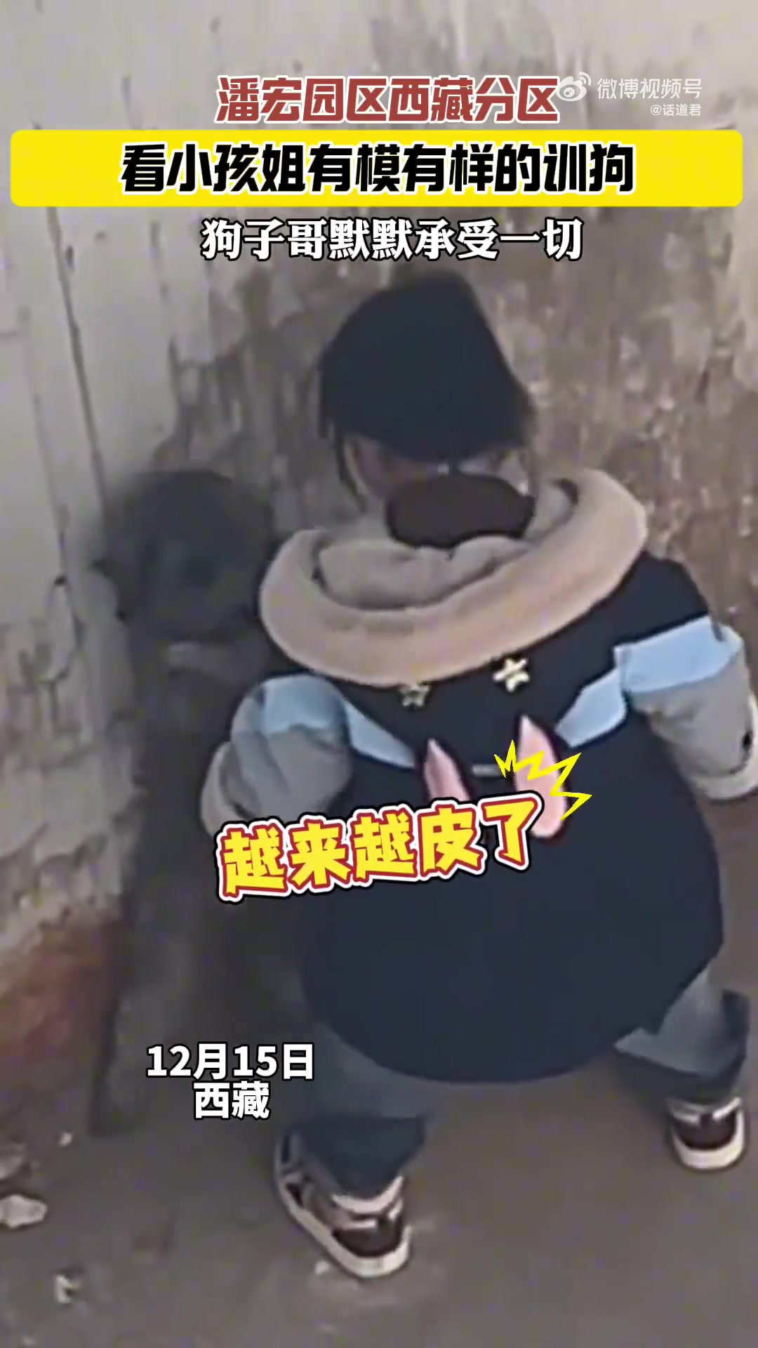 看小孩姐有模有样的训狗，狗子哥默默承受一切