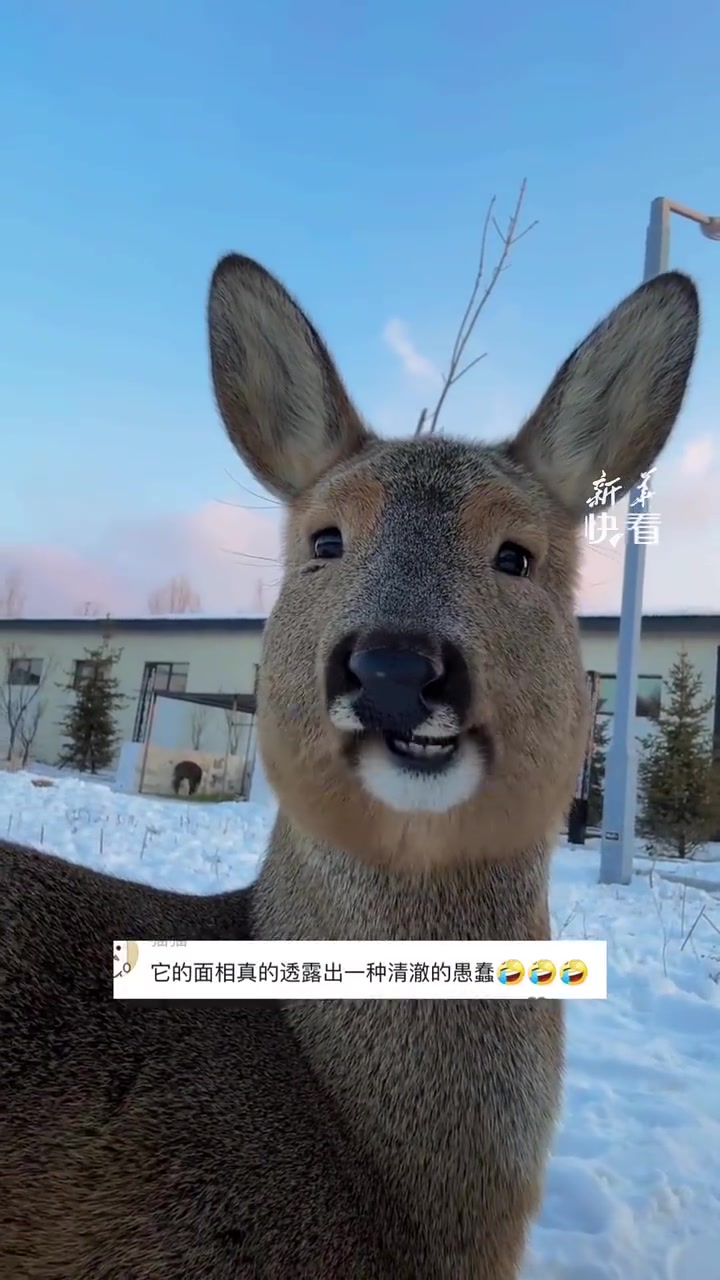 有种老谋深算又算不明白的感觉