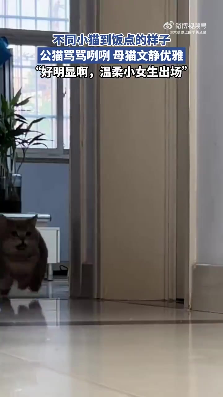 不同小猫到饭点的样子