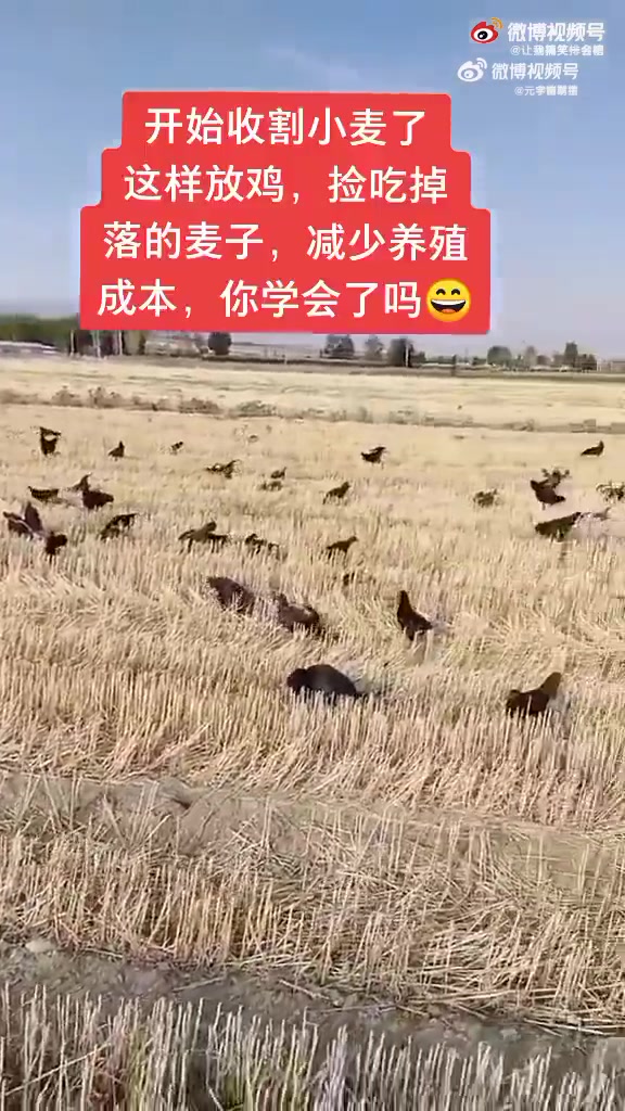 当小麦收割后，鸡就被用来吃落下来的小麦！