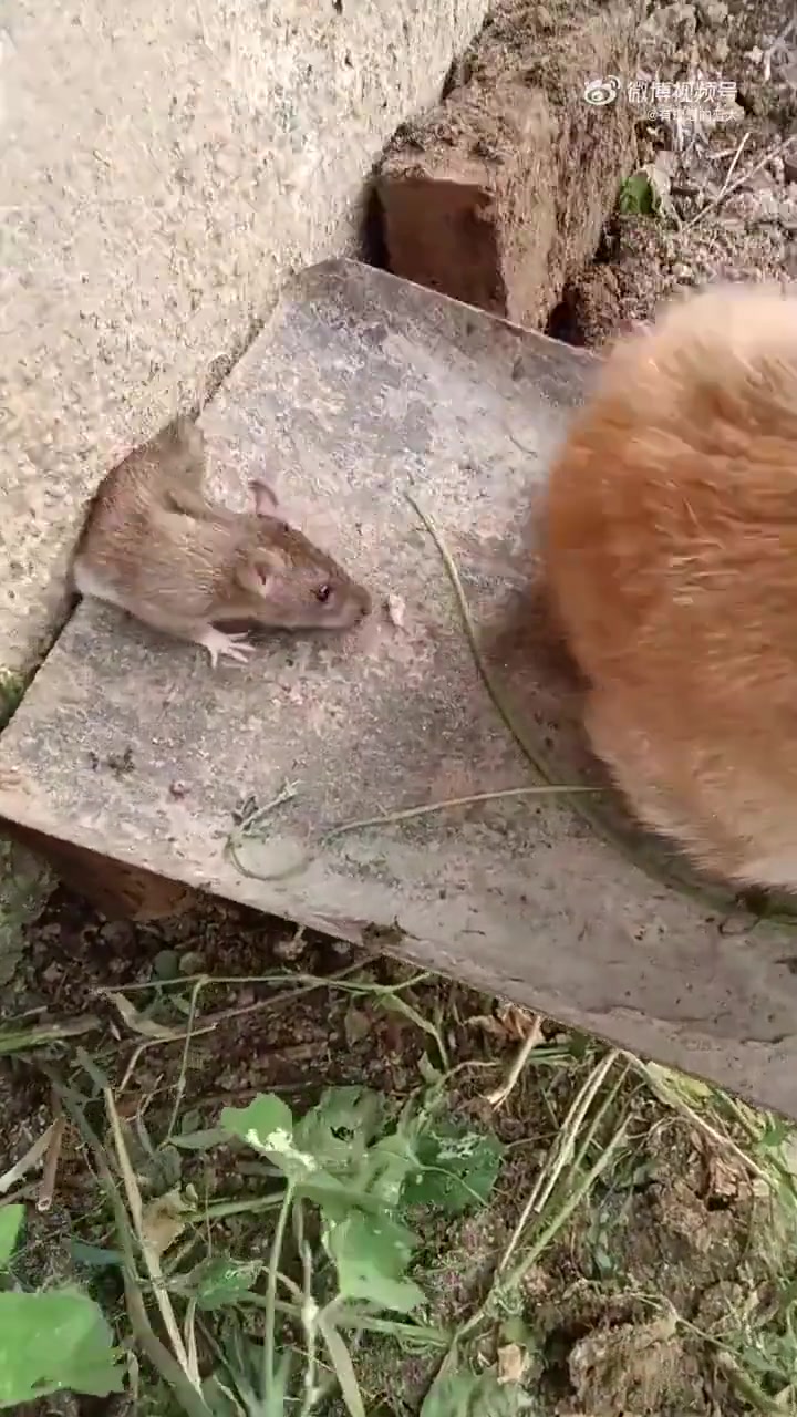 猫脸都给你丢尽了