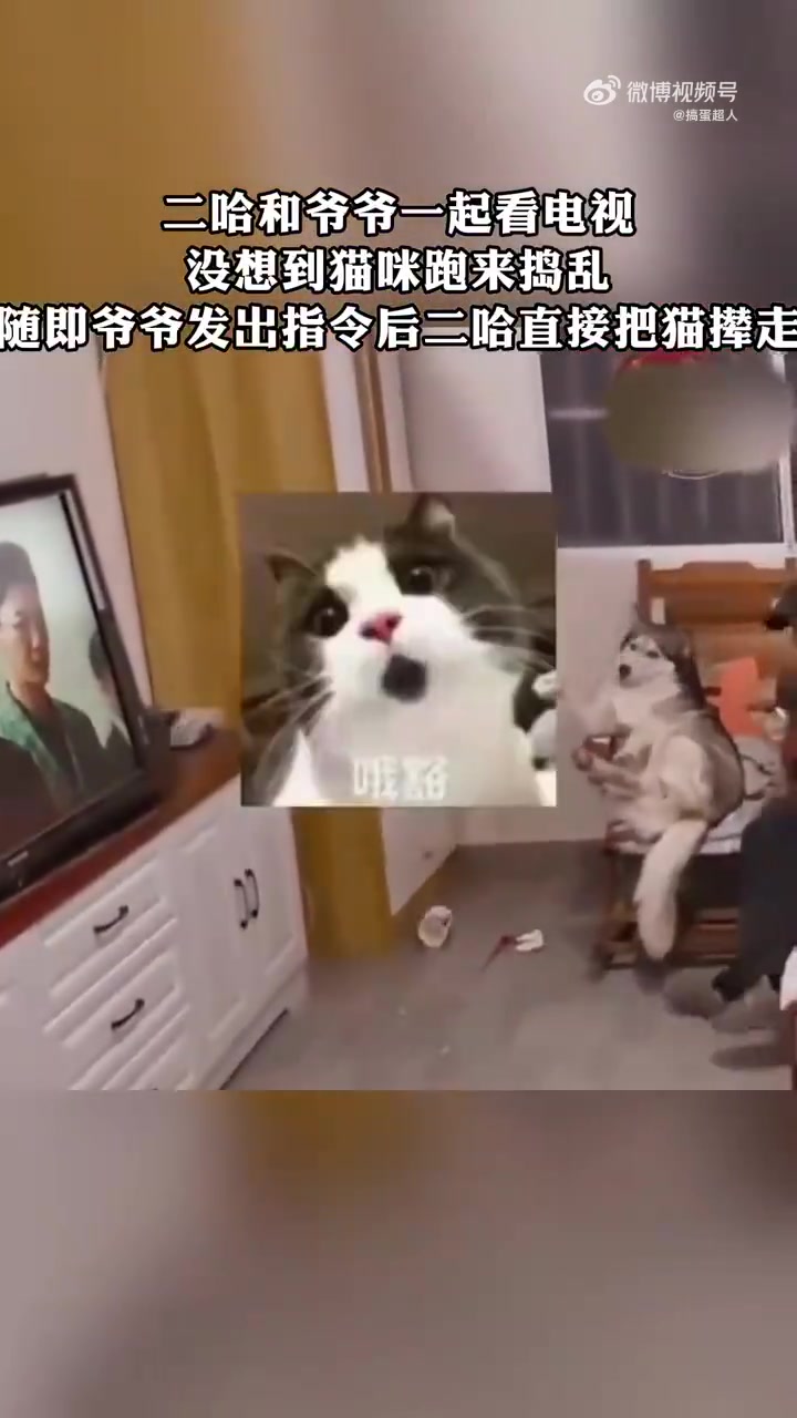 二哈和爷爷一起看电视，没想到猫咪跑来捣乱，随即爷爷发出指令