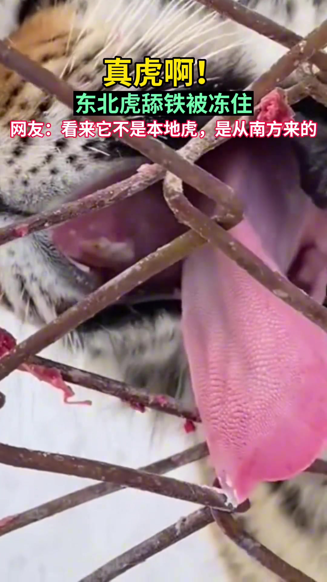看来它不是本地虎，是从南方来的