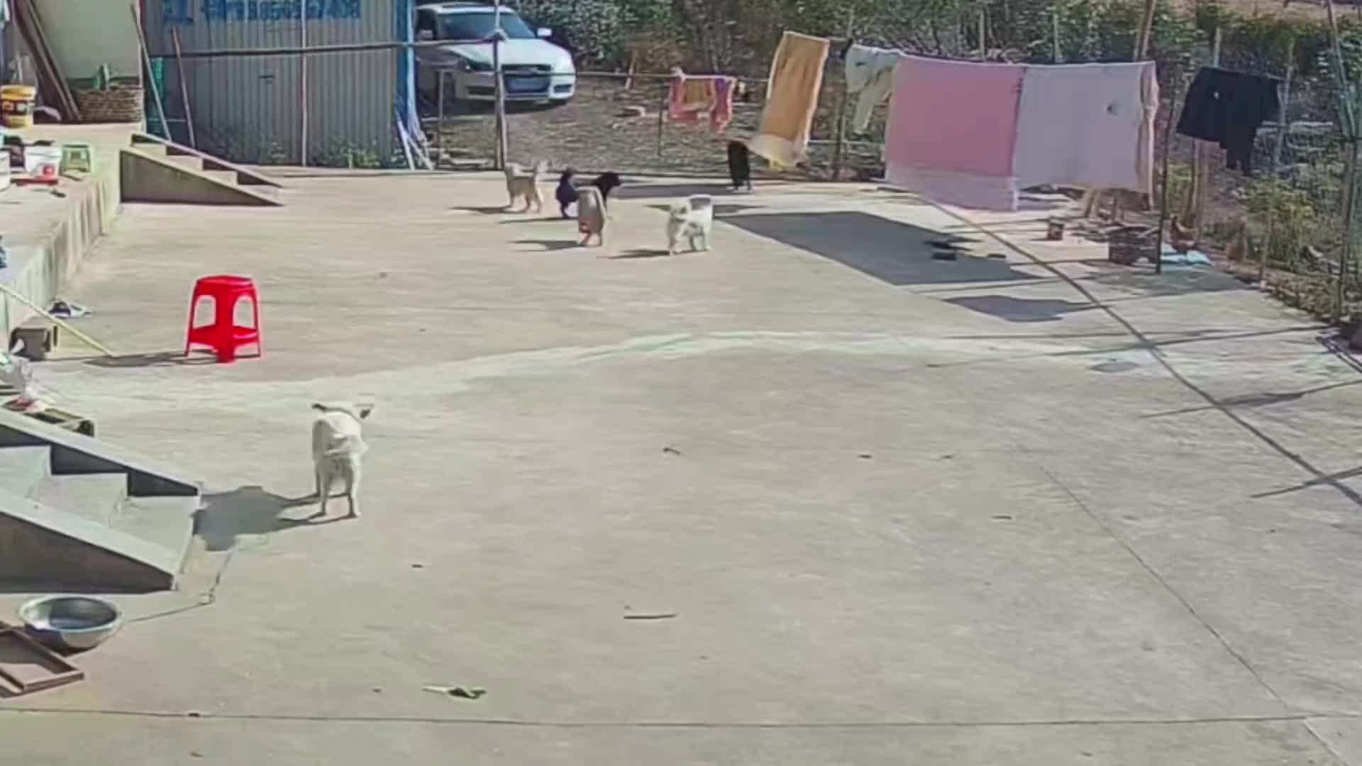 这尾巴摇的等下被子都要扇掉了