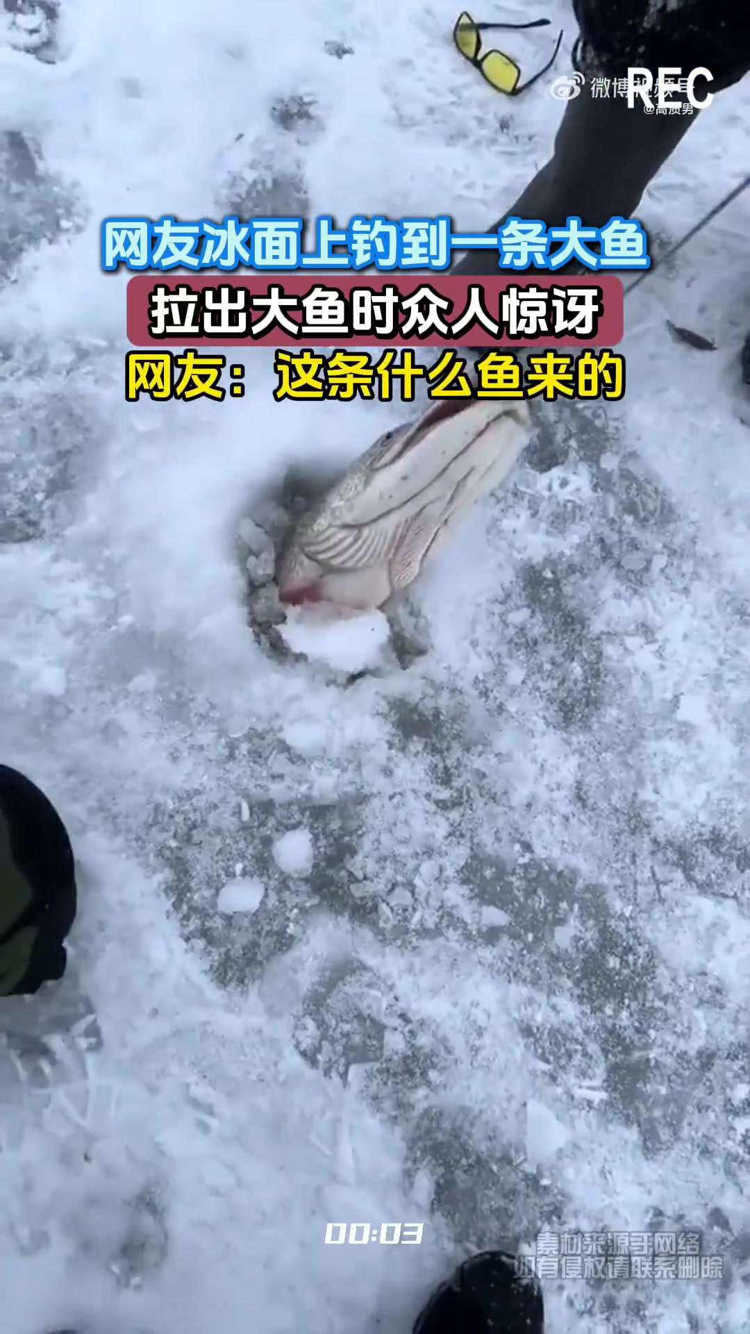 网友冰面上钓到一条大鱼，拉出大鱼时众人惊讶