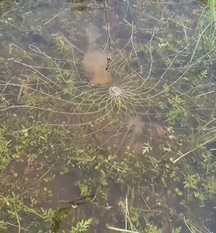 锦鲤原来是要用莲花鱼钩