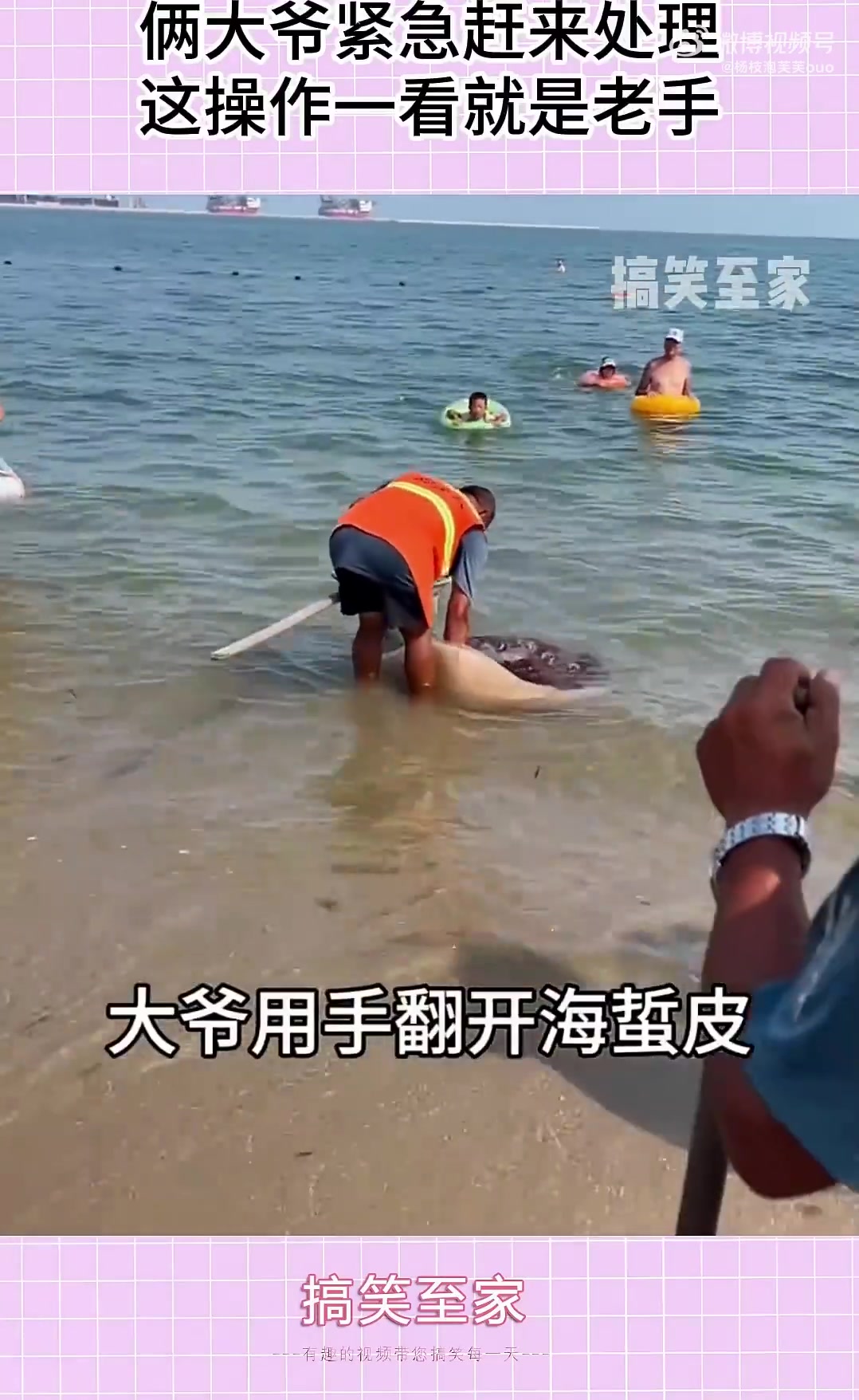 发现有毒海蜇，俩大爷赶来处理，操作熟练似老手