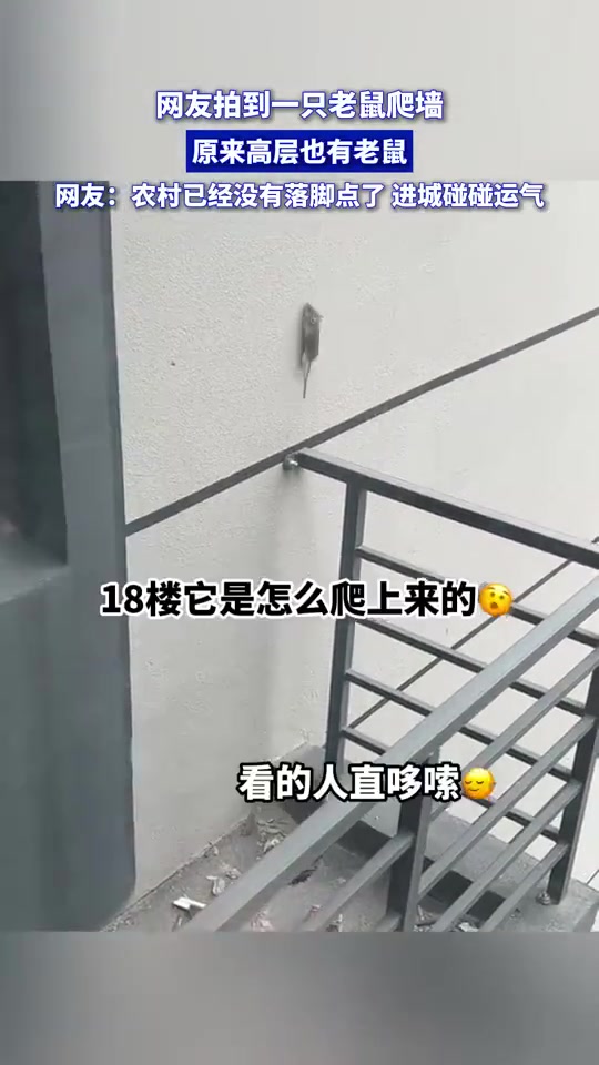 网友拍到一只老鼠爬墙，原来高层也有老鼠