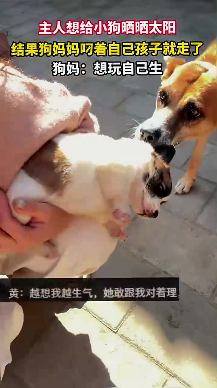 主人想给小狗晒晒太阳,结果狗妈妈叼着自己孩子就走了