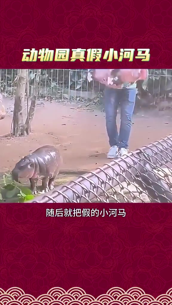 动物园真假小河马，傻傻分不清楚