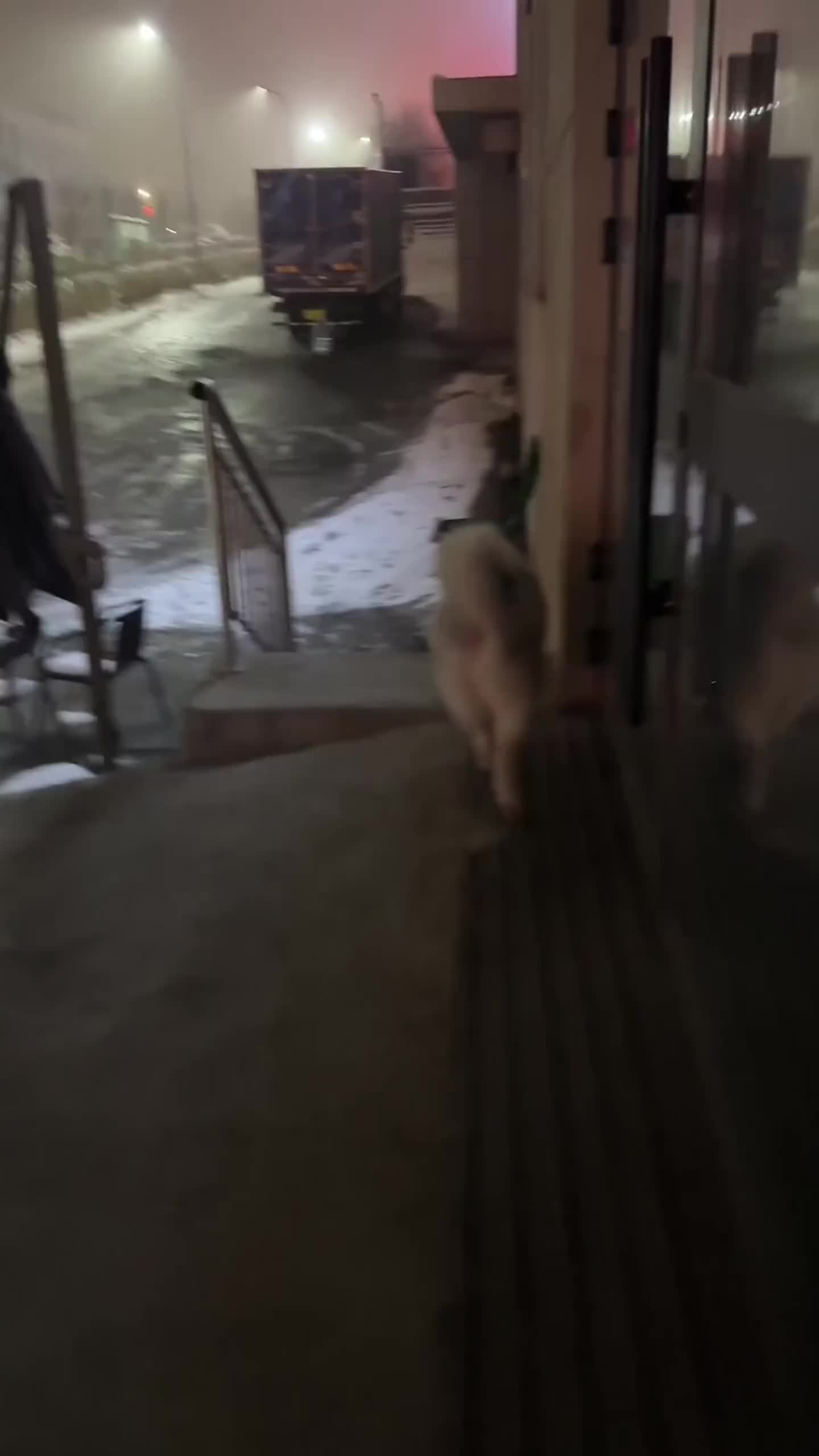 狗都知道不往滑的地方走