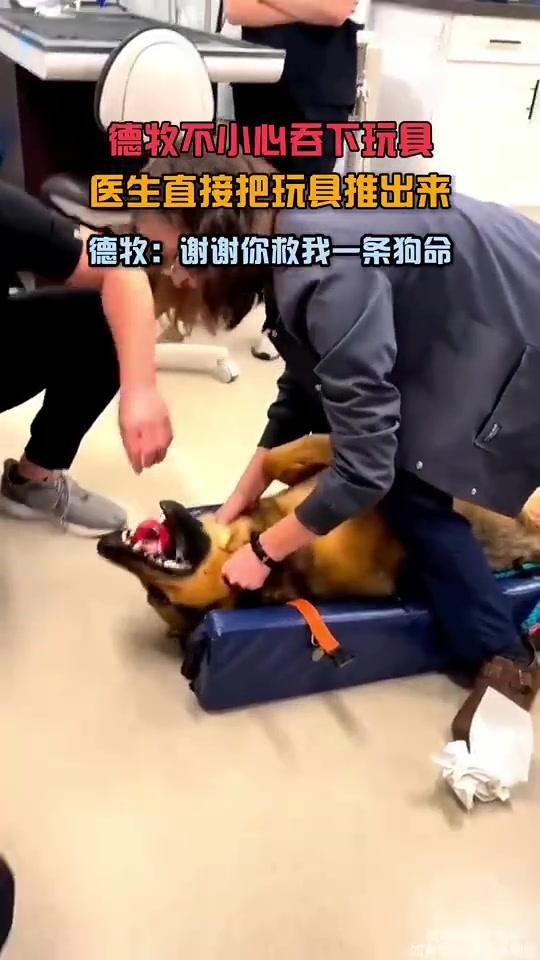 德牧不小心吞下玩具，医生直接把玩具推出来