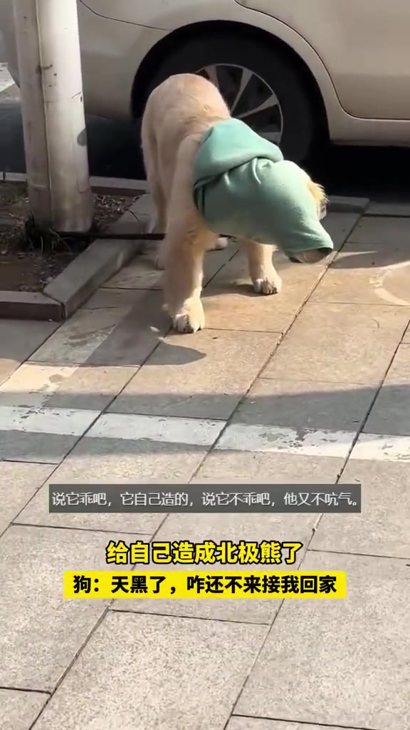 狗子穿衣服出去玩，给自己造成北极熊了！