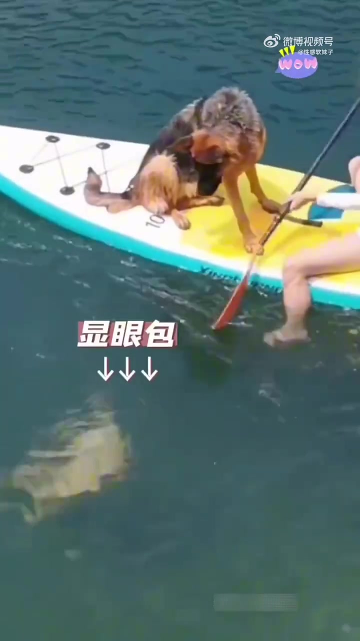 金毛下水游泳流畅自如看呆德牧