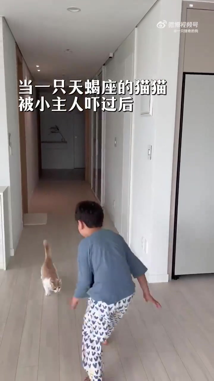 小猫被小主人吓唬后想尽办法吓唬回去！