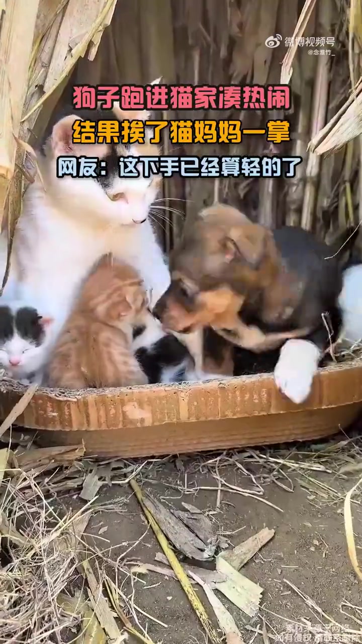 调皮狗子误闯猫宅遭猫妈巴掌，凑热闹却成闹剧现场