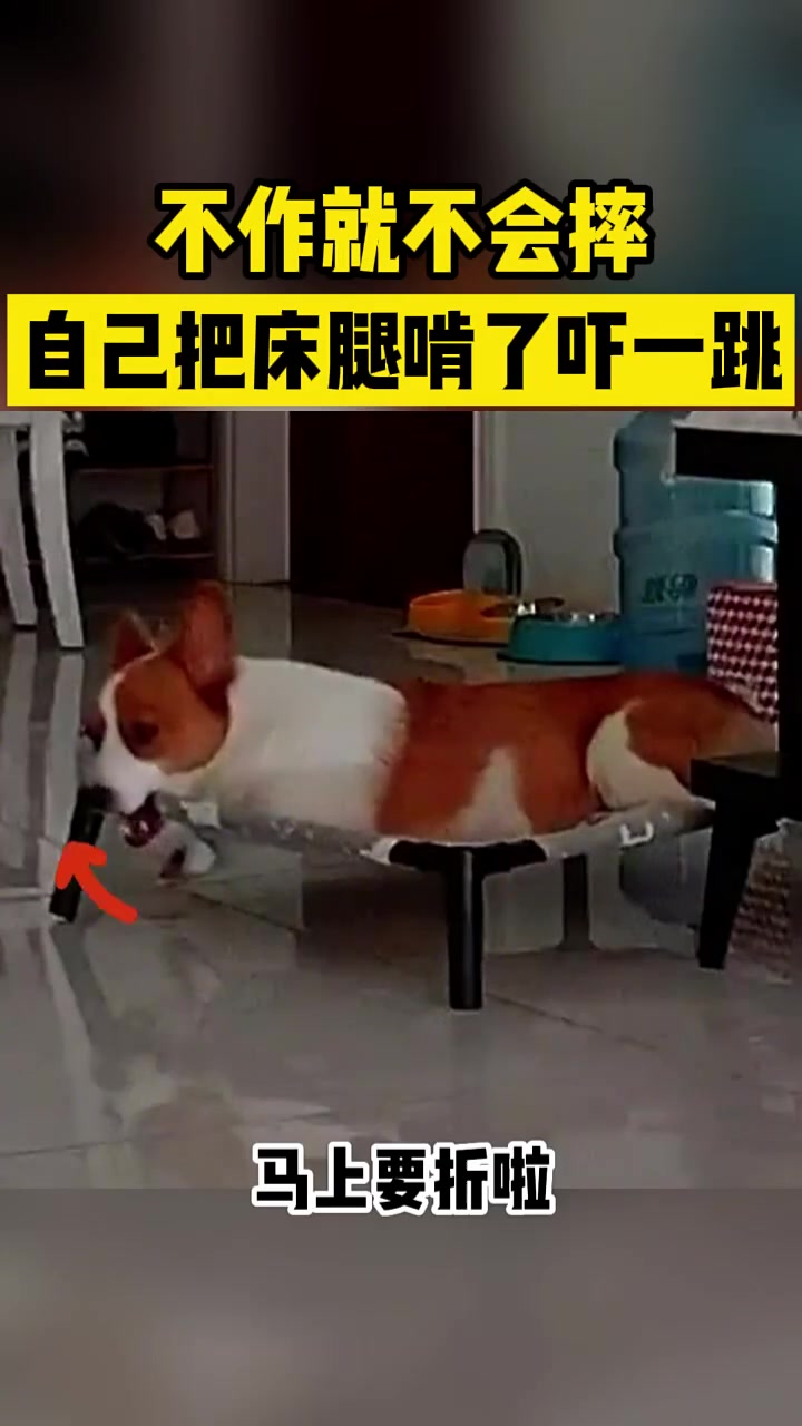 不作就不会摔！自己啃床腿把自己吓一跳