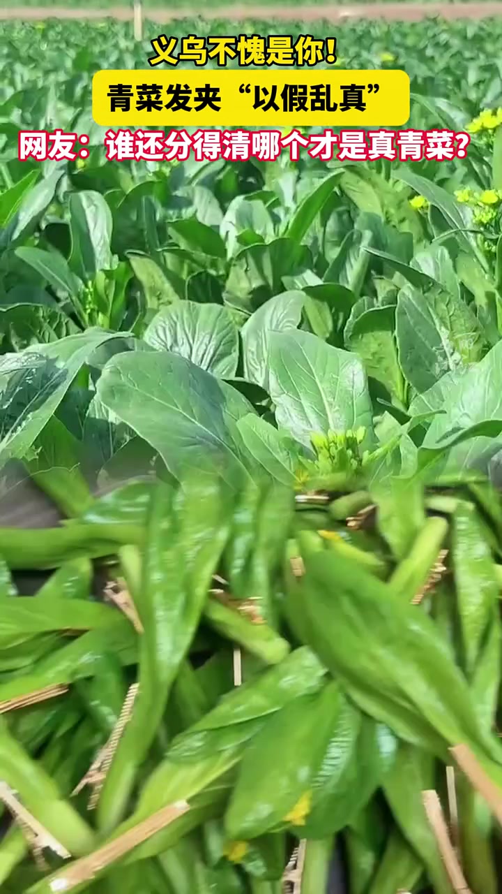 青菜发夹以假乱真，网友：谁还分得清哪个才是真青菜
