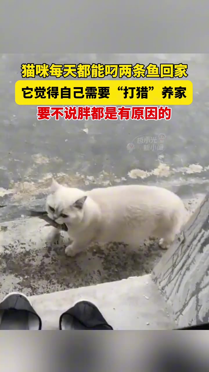 猫咪每天都能叼两条鱼回家，它觉得自己需要“打猎”养家