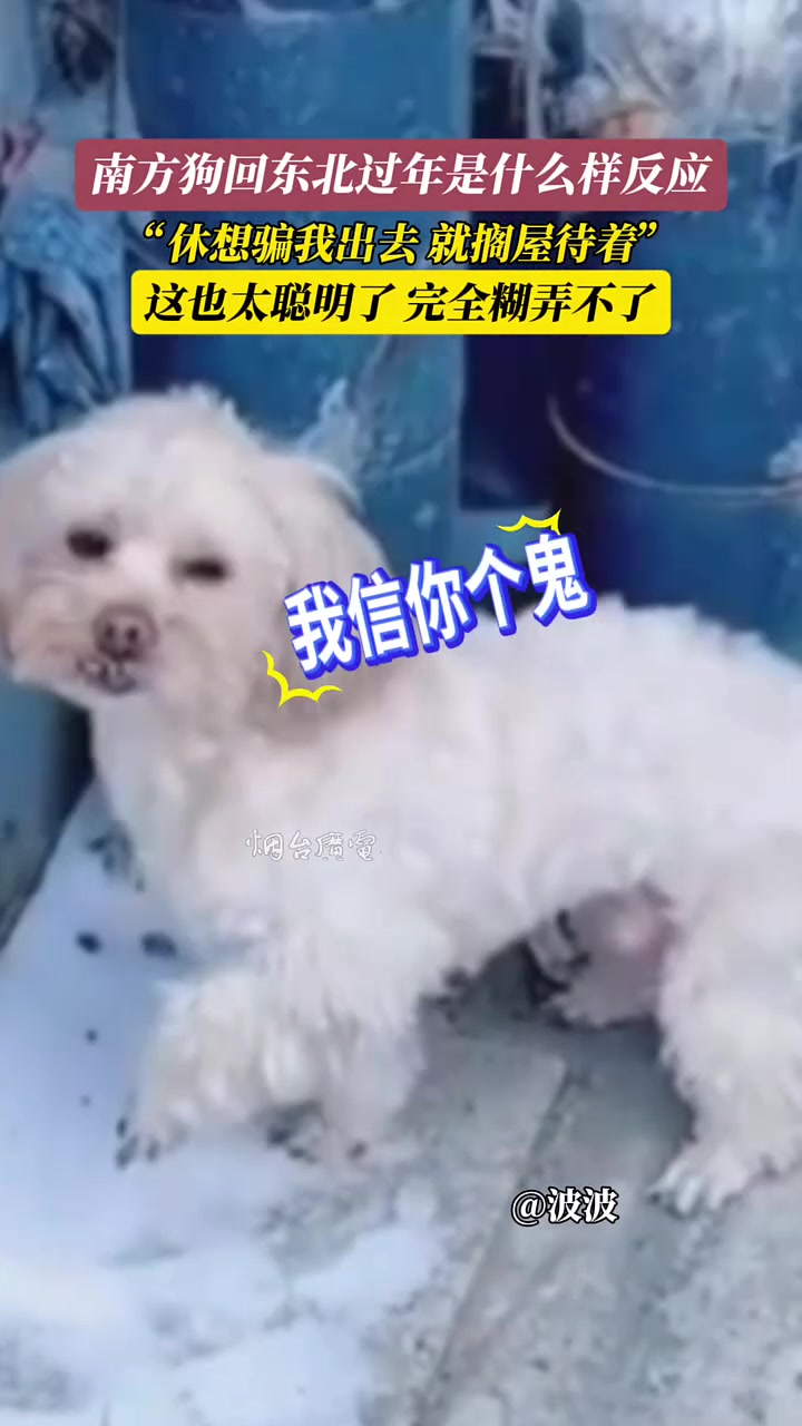 南方狗回东北过年是什么反应这也太聪明了，完全糊弄不了