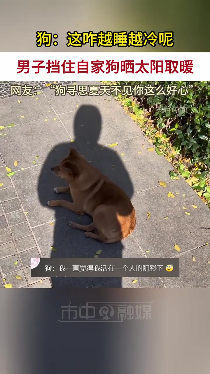 男子挡住自家狗晒太阳，狗：“夏天不见你这么好心”