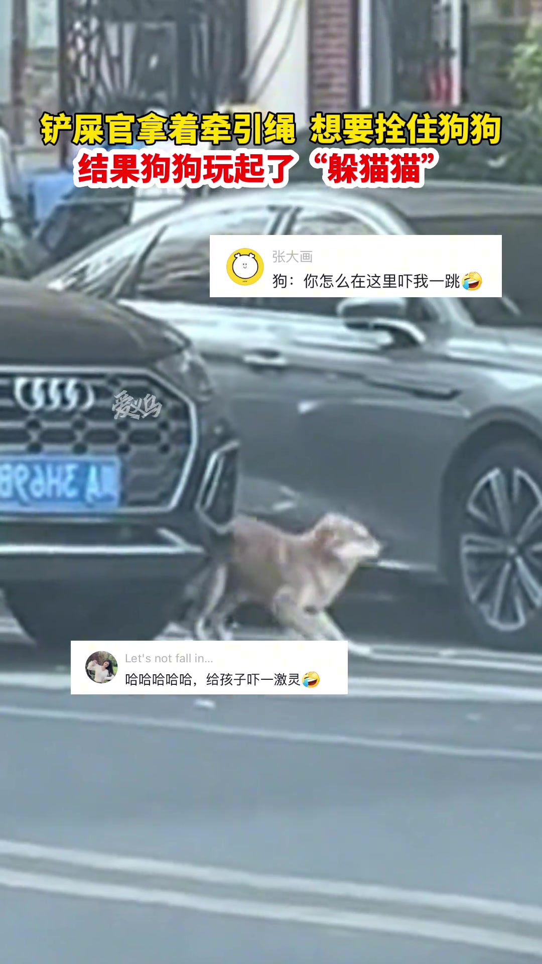 宠物版秦王绕柱铲屎官拿着牵引绳，结果狗狗玩起了躲猫猫！！！
