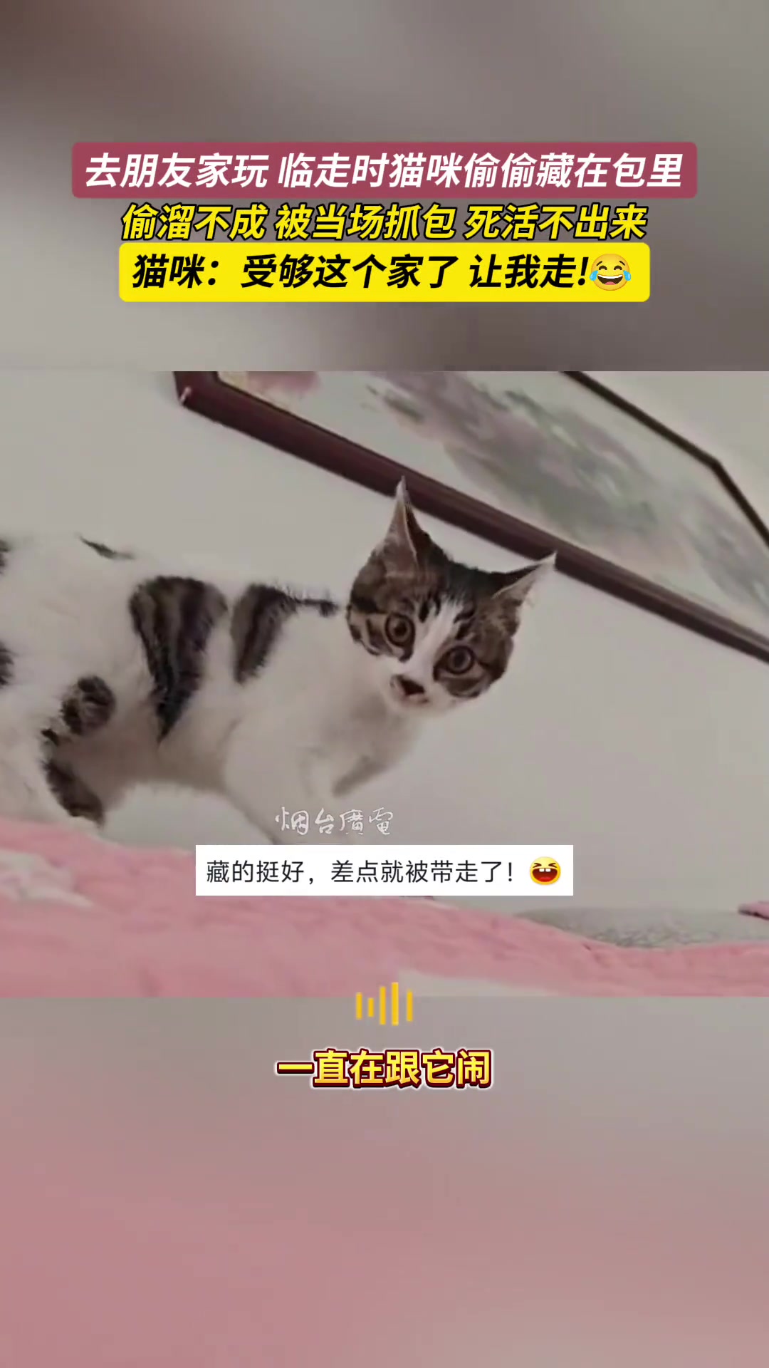 去朋友家玩，临走时猫咪偷偷藏在包里，被当场抓包后死活不出来