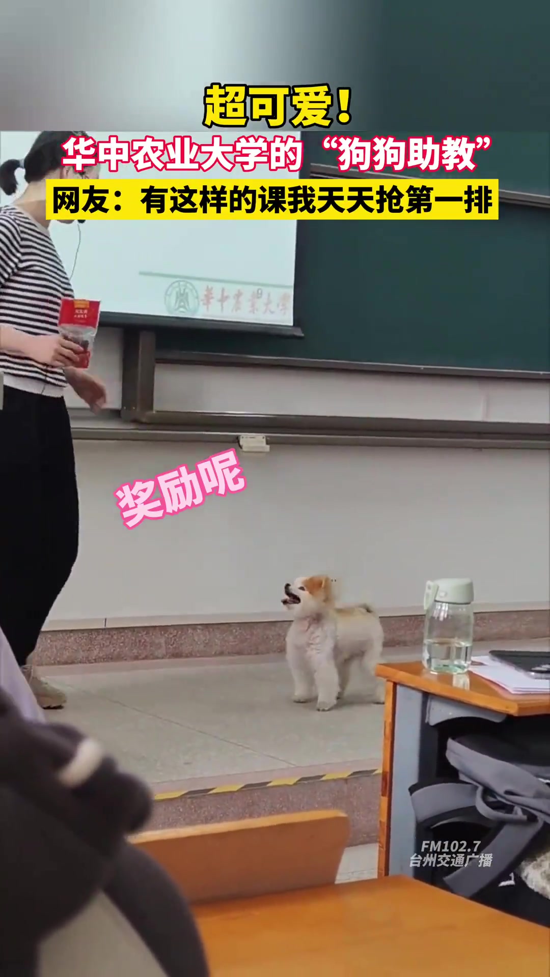 华中农业大学的狗狗助教