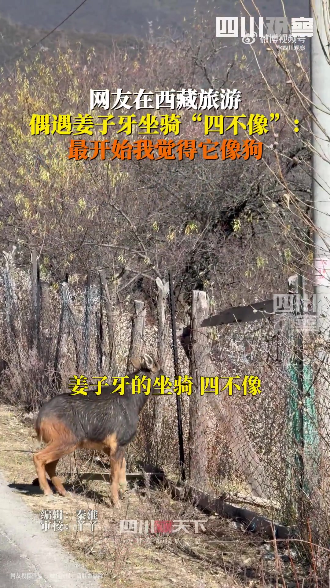 女子在西藏旅游时偶遇“四不像”动物，学名中华鬣羚