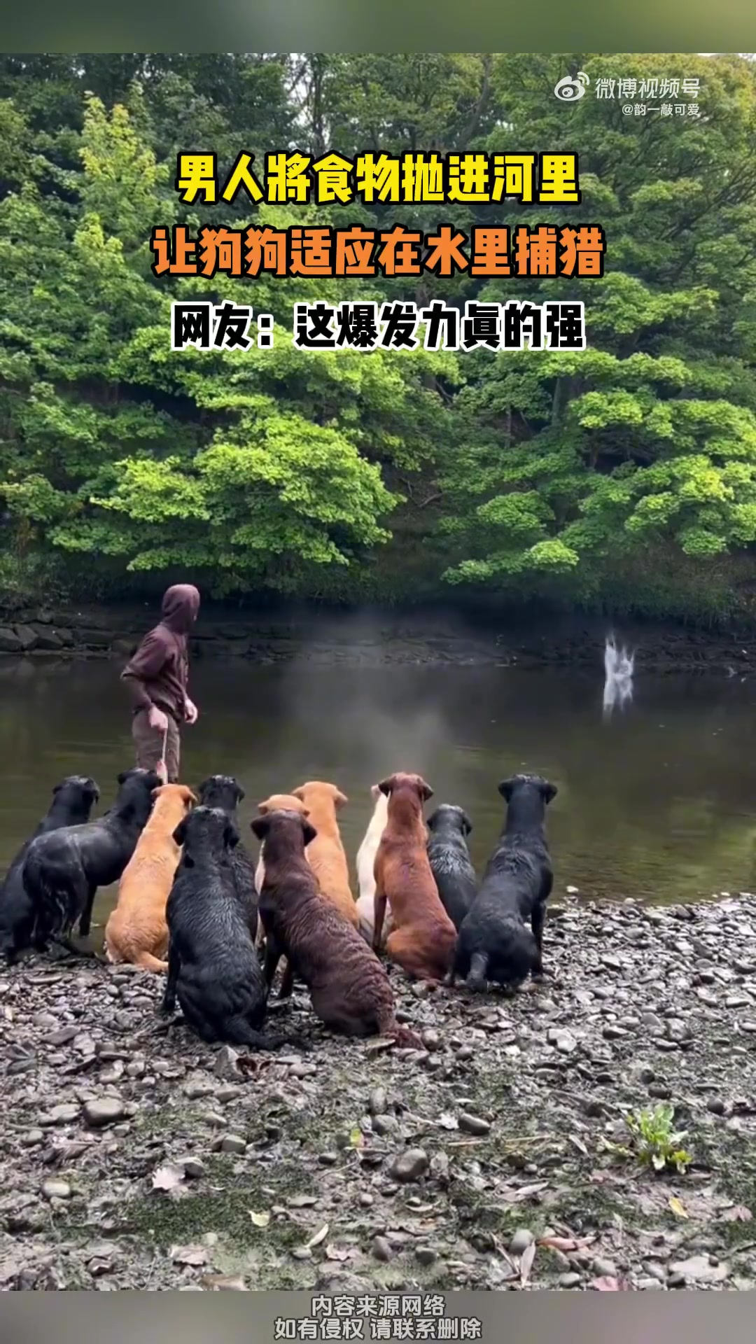男人将食物抛进河里，让狗狗适应在水里捕猎