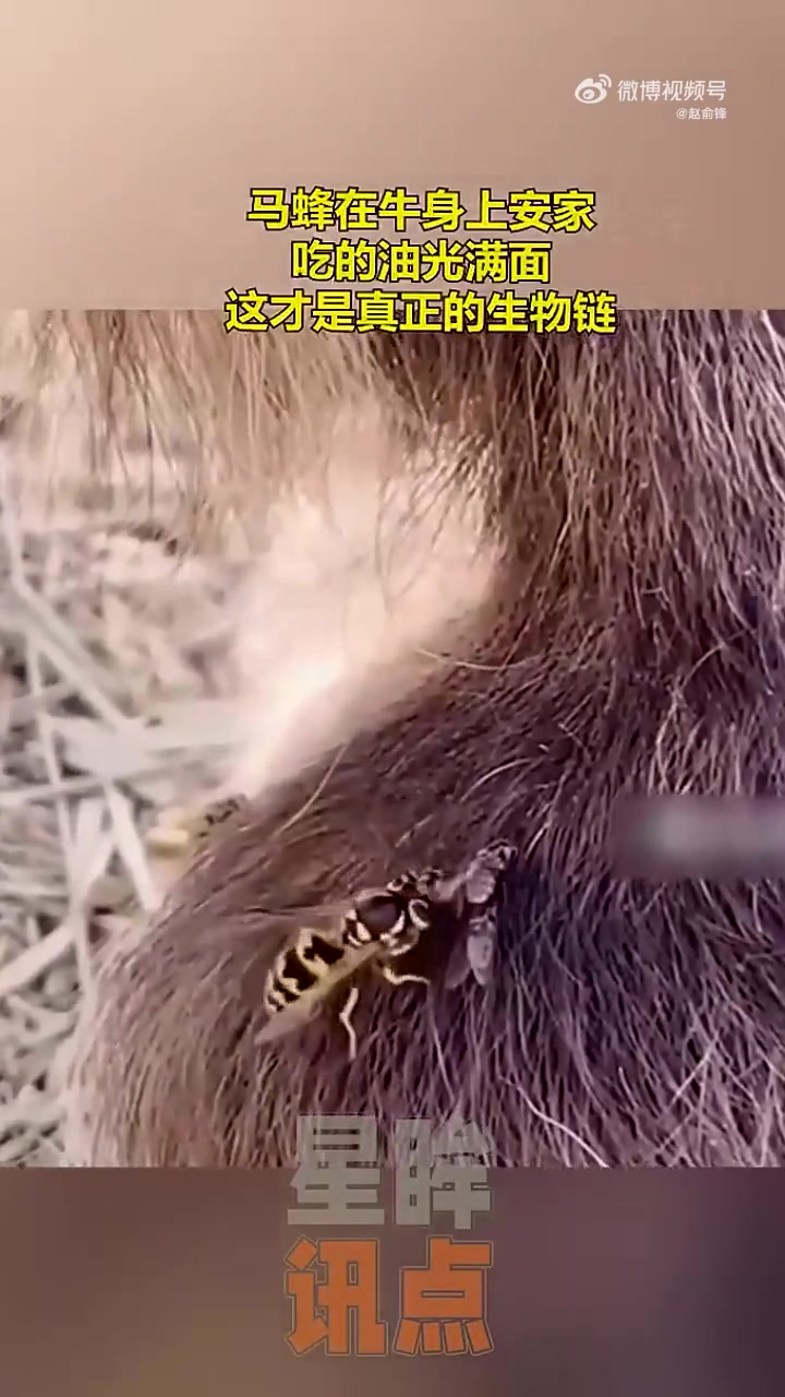 马蜂在牛身上安家，吃的油光满面，这才是真正的生物链