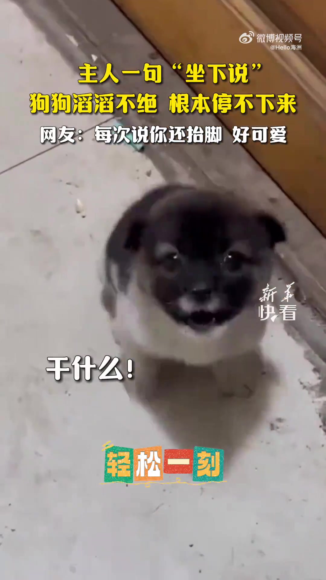 主人一句“坐下说”，狗狗滔滔不绝，根本停不下来！