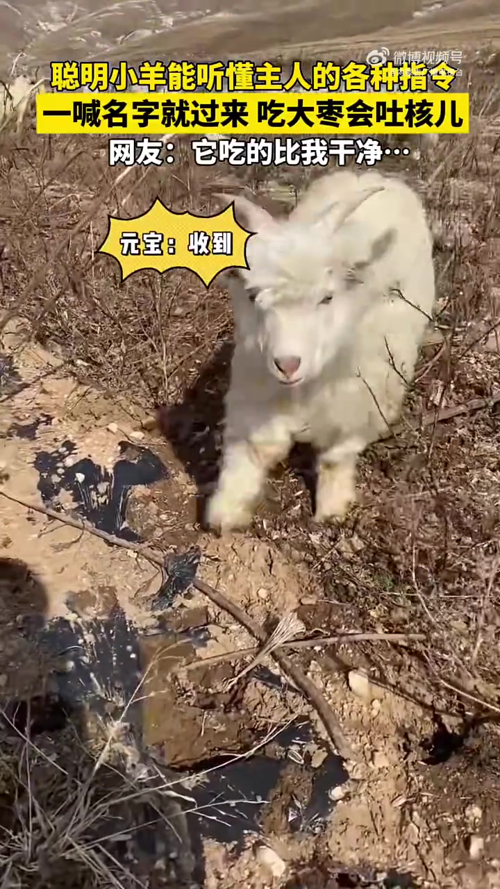 内蒙古一网友记录下自家聪明小羊！根据主人的各种指令！