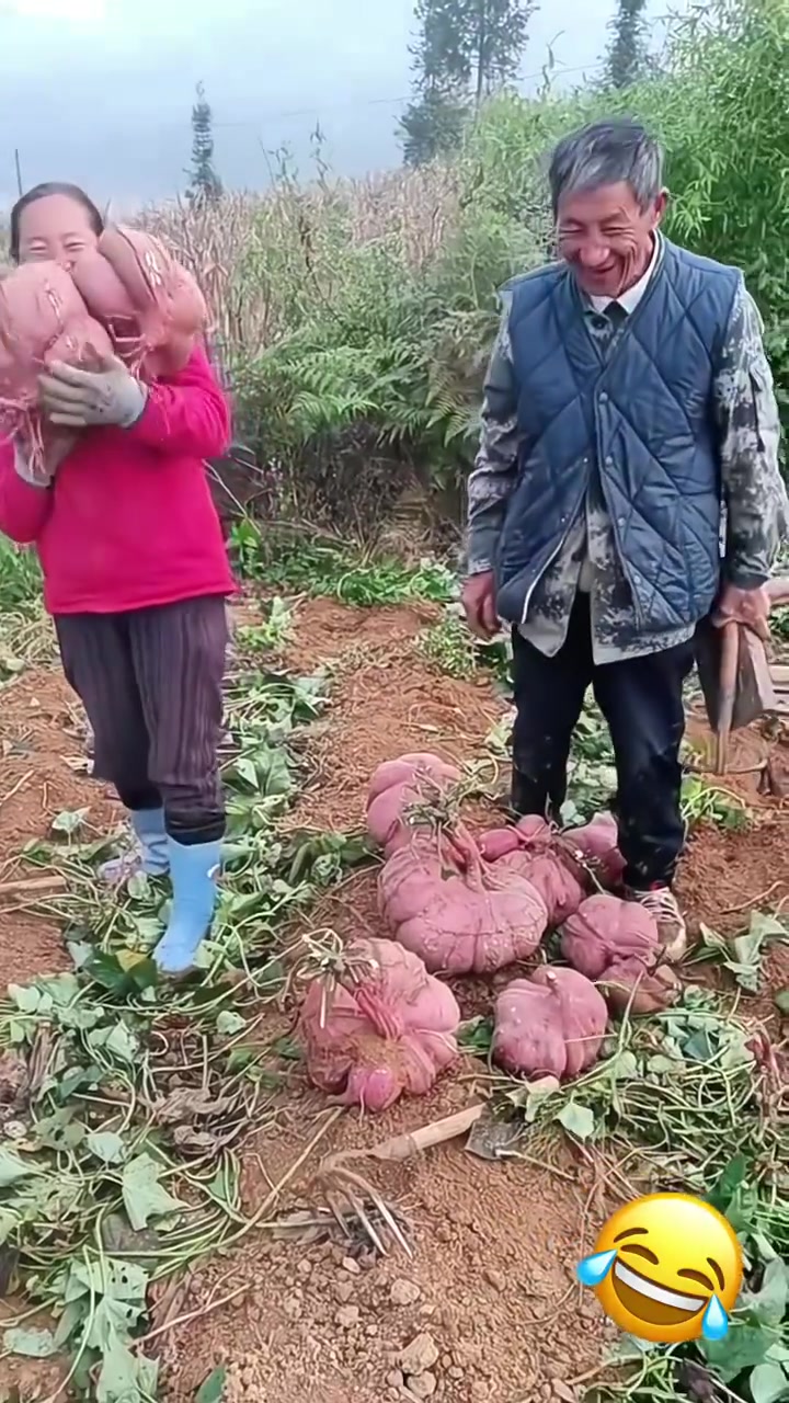 这么大的红薯还是第一次见
