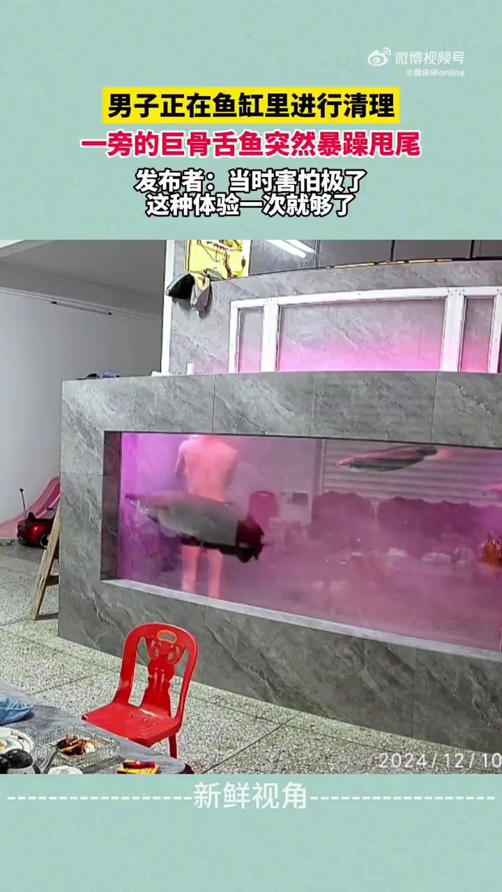 男子正在鱼缸里进行清理一旁的巨骨舌鱼突然暴躁甩尾
