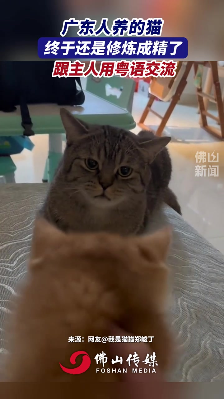 广东人养的猫终于还是修炼成精了，跟主人用粤语交流！！！