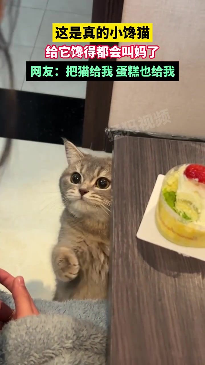 这是真的小馋猫，给它馋得都会叫妈了，网友：把猫给我蛋糕也给我