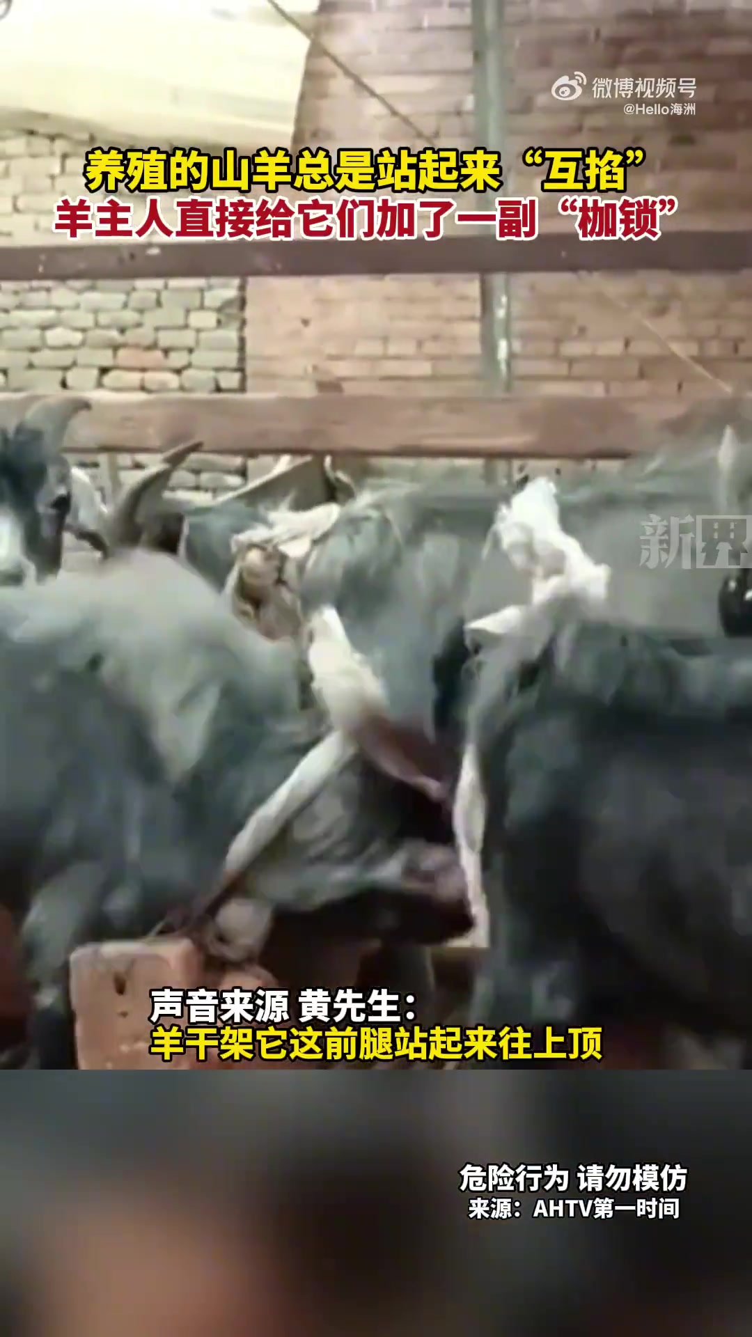 养殖的山羊总是站起来“互掐”，主人直接给它们加了一副枷锁