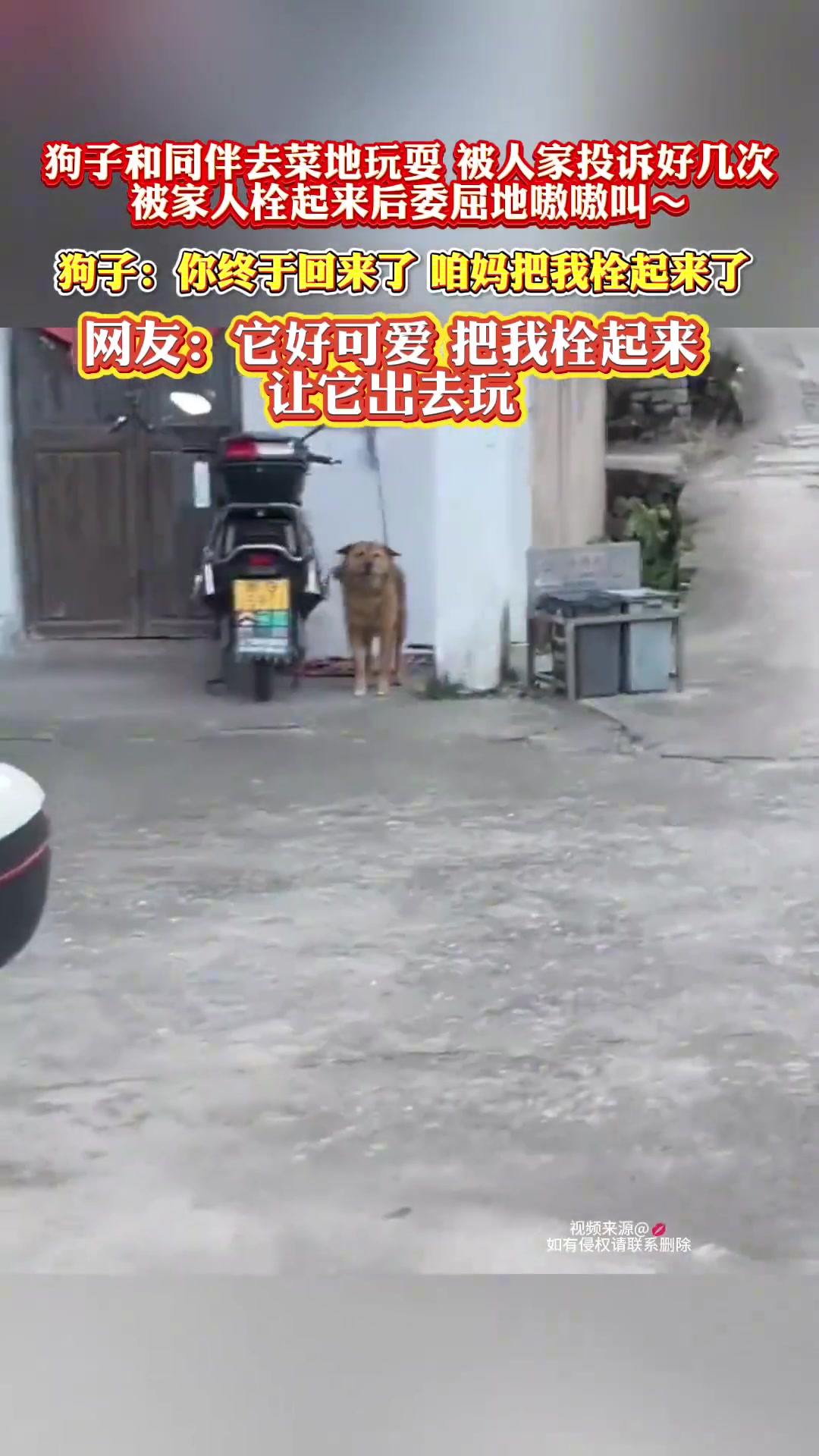 狗子和同伴去菜地玩耍，被人家投诉好几次，被家人栓起来后委屈地
